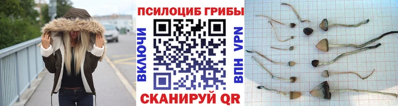 Псилоцибиновые грибы Psilocybine cubensis  гидра сайт  Лесной  это клад  закладка 